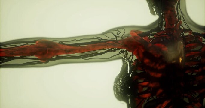 This detailed representation showcases the human skeletal structure, highlighting ribs, spine, and internal organs. The 3D model emphasizes anatomical features relevant to biology studies.
