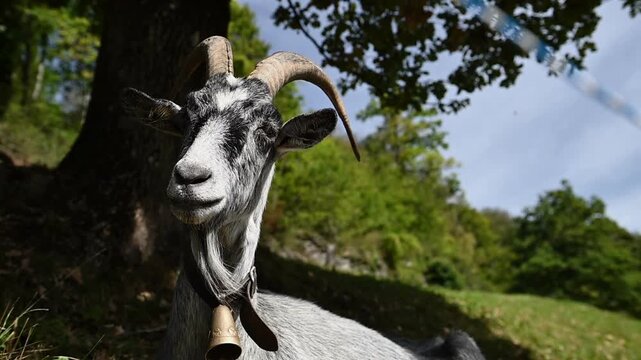 Close-up portrait of a horned goat standing beneath a tree in the green rural landscape of Palma de Mallorca, Spain.