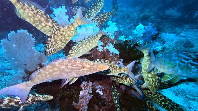 School of Long-Nosed Emperors Over a Soft Coral Reef
