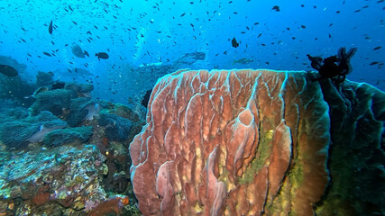 Giant Barrel Sponge Topped by a Feather Star at Richelieu Rock © Kaitlind