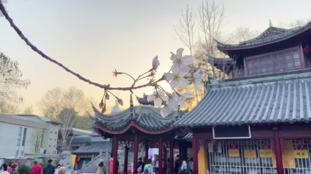Cherry Blossoms Framing Traditional Chinese Temple Architecture at Sunset in China