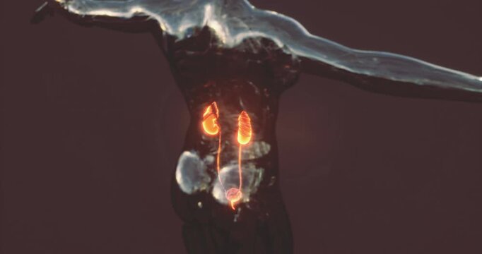 This depiction showcases the anatomy of the human kidneys, illustrating their location, structure, and role in the urinary system and overall bodily function.