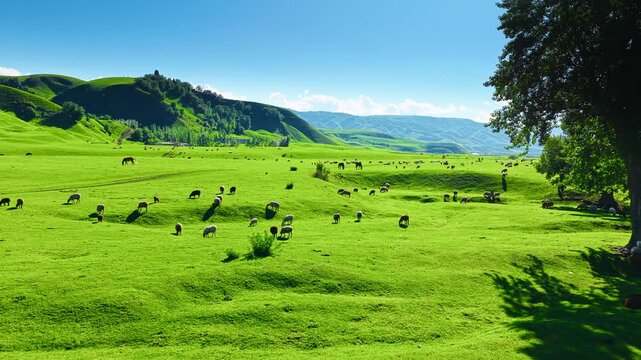 Flocks of sheep graze across lush green pastures in Nalati Grassland, Xinjiang, under bright blue skies framed by mountains and trees.