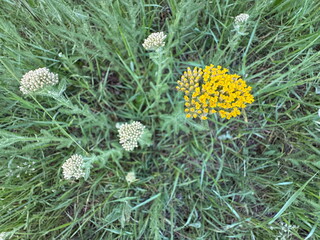 Achillea millefolium, commonly known as yarrow, featuring vibrant yellow flower clusters blooming alongside tight buds amidst a wild green meadow. © Bediha Duru Öksüz