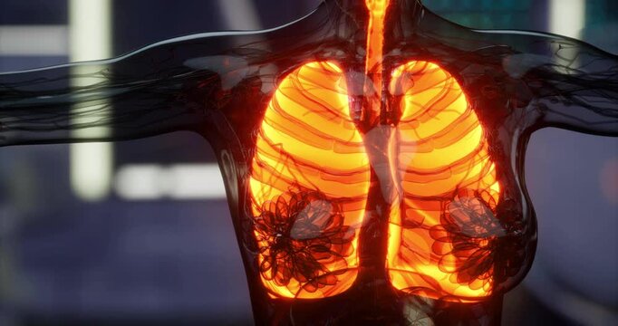 This anatomical representation showcases the lungs in vibrant detail, highlighting their structure and function clearly. The illustration emphasizes important elements for better understanding.