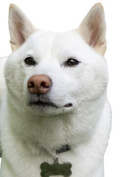 portrait of a white dog
