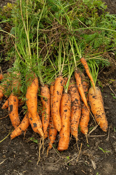 Freshly harvested carrots lie on soil, their leafy tops still attached. Dirt coated roots rest in garden pile, showing earthy, rustic crop harvest with bright orange color and tangled greens.