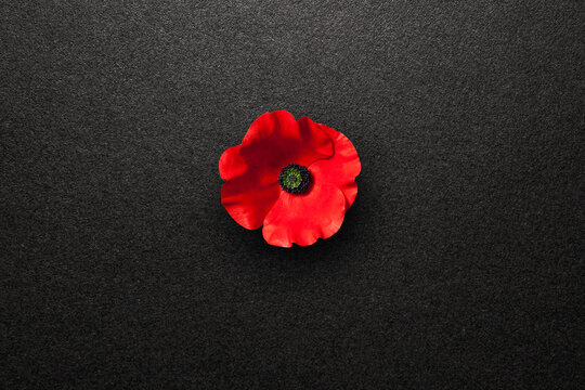 Poppy flower on black textured background. Decorative flower for Remembrance Day. Memorial Day. Veterans day.