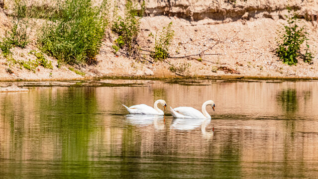 Cygnus olor, mute swan, with reflections on a sunny summer day
