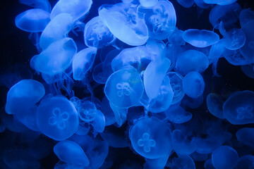 Méduses bleues translucides dans un aquarium © Julien