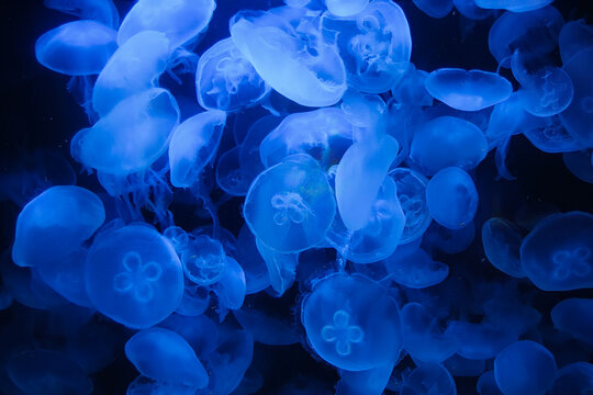 M&eacute;duses bleues translucides dans un aquarium