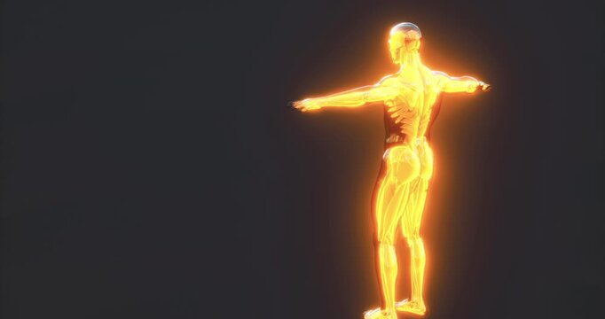 This detailed anatomical representation highlights the human body muscles in a luminous form. The illustration showcases the muscle structure and its connectivity, emphasizing anatomy education.