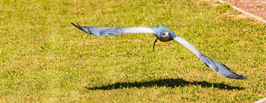 Geranoaetus melanoleucus, black-chested buzzard-eagle, in low flight above the grass on a sunny summer day
