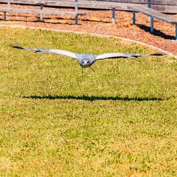 Geranoaetus melanoleucus, black-chested buzzard-eagle, in low flight above the grass on a sunny summer day
