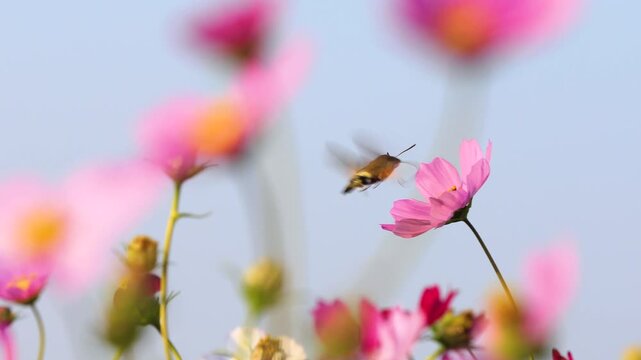 Hummingbird Hawk-Moth Flying Near Pink Cosmos Flowers in Sunlit Garden