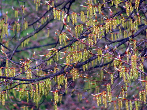Spring tree branches of hornbeam with flowering green catkins in a park