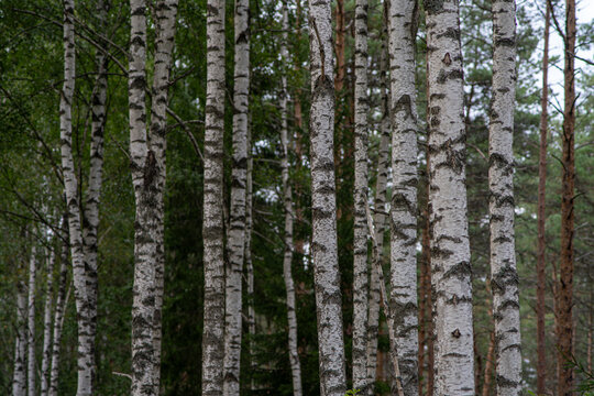 White birch tree trunks forming a natural pattern in a dense mixed forest.