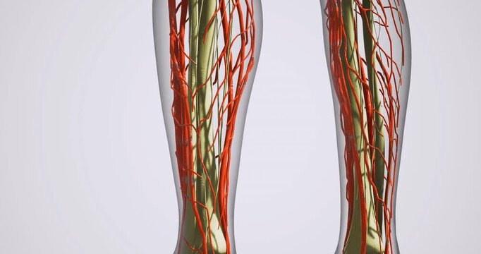 Detailed visualization showcases the complex network of blood vessels in the human legs, highlighting their role in circulation and overall bodily function for educational purposes.