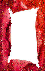 Obraz premium decorative red wrapping paper ripped open, transparent background