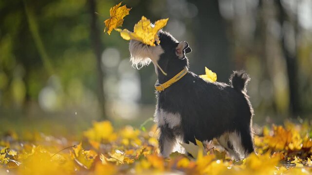 Curious Miniature Schnauzer watches golden autumn leaves float past its face while standing outdoors in warm sunlight.