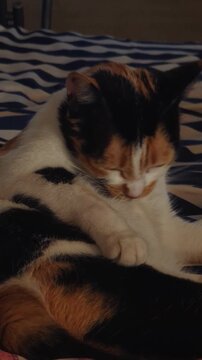 Vertical 4K footage of a calico cat grooming and licking itself while relaxing on a striped blanket indoors. Charming domestic pet video perfect for animal content, lifestyle, and veterinary videos