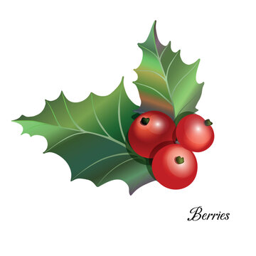 Christmas holly branch with red berries and leaves for winter holiday decoration. Vector illustration isolated on white background.