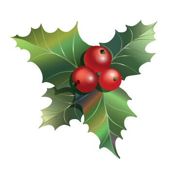 Christmas holly branch with red berries and leaves for winter holiday decoration. Vector illustration isolated on white background.