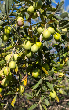 Fresh green olives on the olive tree