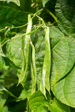 Organic, fresh, green bean field