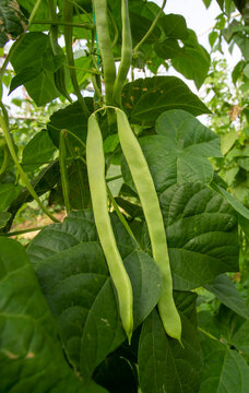Organic, fresh, green bean field