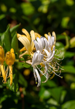 Close up group of yellow and white Honeysuckle, Lonicera etrusca