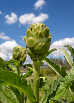 Artichoke field. Artichoke plant growing in vegetable garden. Urla - Izmir - Turkey
