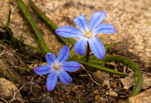 Glory-of-the-snow, chionodoxa forbesii. Wild life