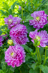 Obraz premium Flores de dalia de color morado