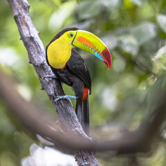Obraz premium Keel Billed Toucan or Rainbow Billed Toucan in Rainforest