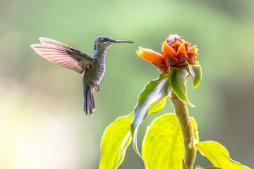 Obraz premium Green crowned brilliant hummingbird feeding on Costus
