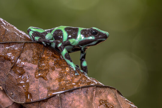 Green and black poison dart frog on brown leaf