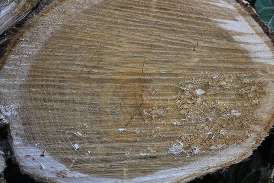 Close up of cut tree trunk with visible growth rings and sawdust