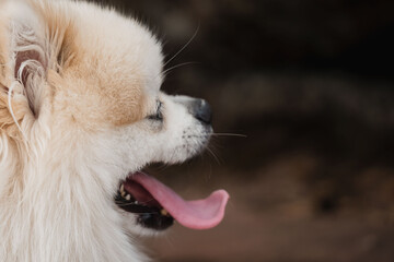 Fluffy small dog panting with tongue out in close up side profile portrait with visible fur texture and relaxed expression © Anastasia