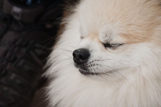 Close-up portrait of small fluffy cream and white dog with eyes closed calm expression, soft fur texture, and relaxed muzzle indoors, quietly resting on cozy blanket
