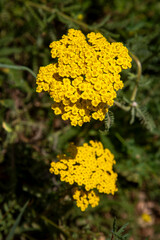 Lush yellow inflorescences of decorative perennial Achillea millefolium © Esin Deniz