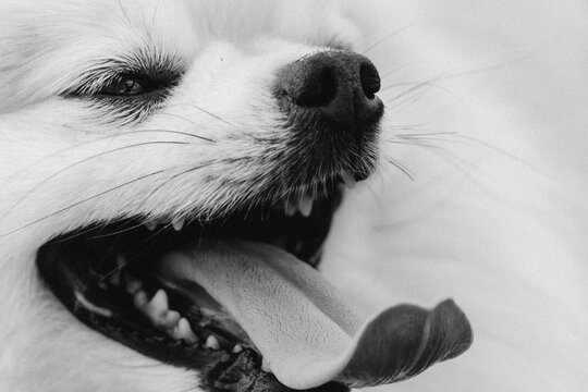 High-contrast close-up of joyful dog panting with tongue out and open mouth, wet saliva and visible teeth in monochrome portrait with soft light