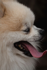 Fluffy white Pomeranian dog panting with tongue out in close side profile portrait, warm cream fur, wet nose detail, visible whiskers, against dark studio background © Anastasia