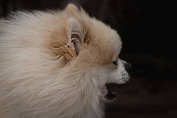 Fluffy cream Pomeranian dog closeup profile portrait with open mouth showing teeth and tongue, dark background, alert expression, studio light and detailed muzzle fur © Anastasia