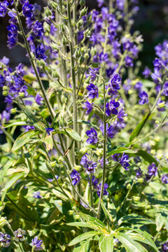 Delphinium staphisagria lice-bane or stavesacre medium-sized plant with beautiful deep blue flowers