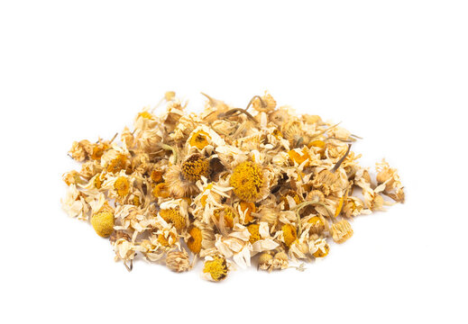 Dried herbal medicinal plant Common Daisy, also known as Bellis Perennis.