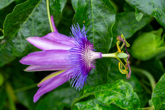 Passiflora amethystina, a species of passion flowers (passion vines).