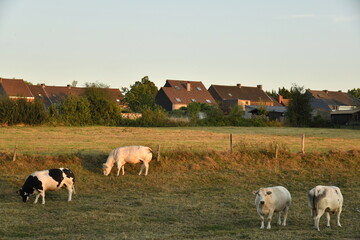 Fototapeta premium Vaches dans une pâture sous la lumière du coucher de soleil à Écaussinnes d'Enghien (Soignies)