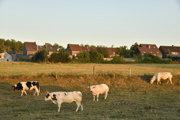 Vaches dans une pâture sous la lumière du coucher de soleil à Écaussinnes d'Enghien (Soignies) © Photocolorsteph