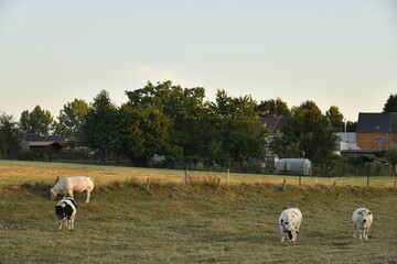 Vaches dans une pâture sous la lumière du coucher de soleil à Écaussinnes d'Enghien (Soignies) © Photocolorsteph
